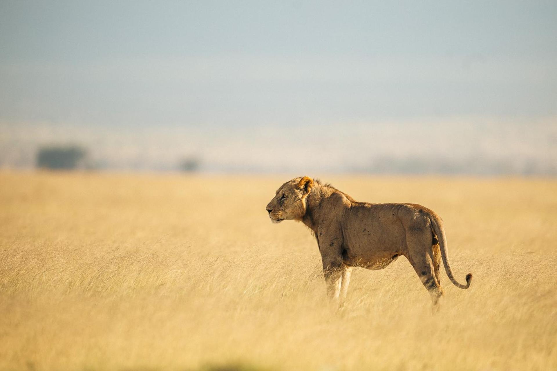 Amboseli Glass House Oloitokitok Экстерьер фото