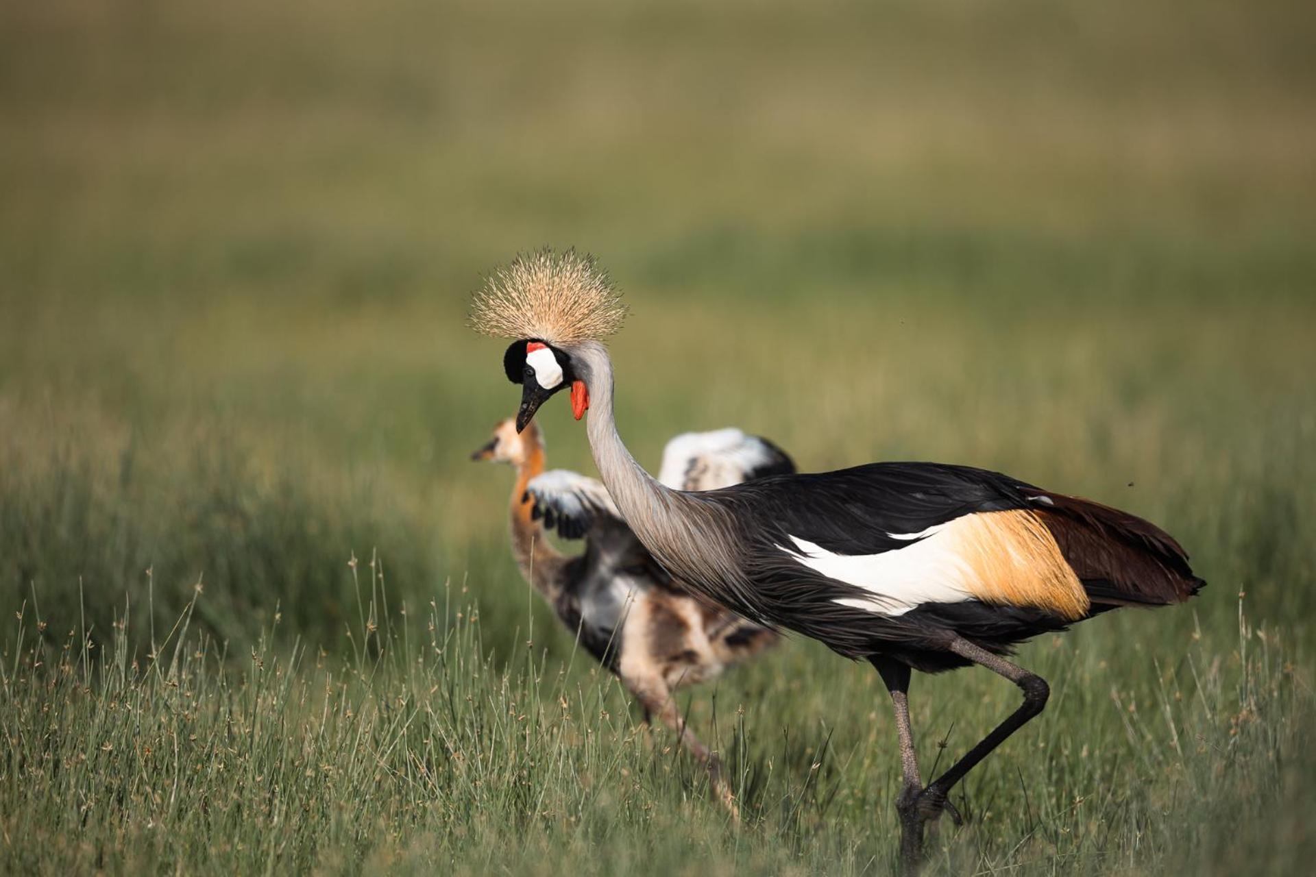 Amboseli Glass House Oloitokitok Экстерьер фото