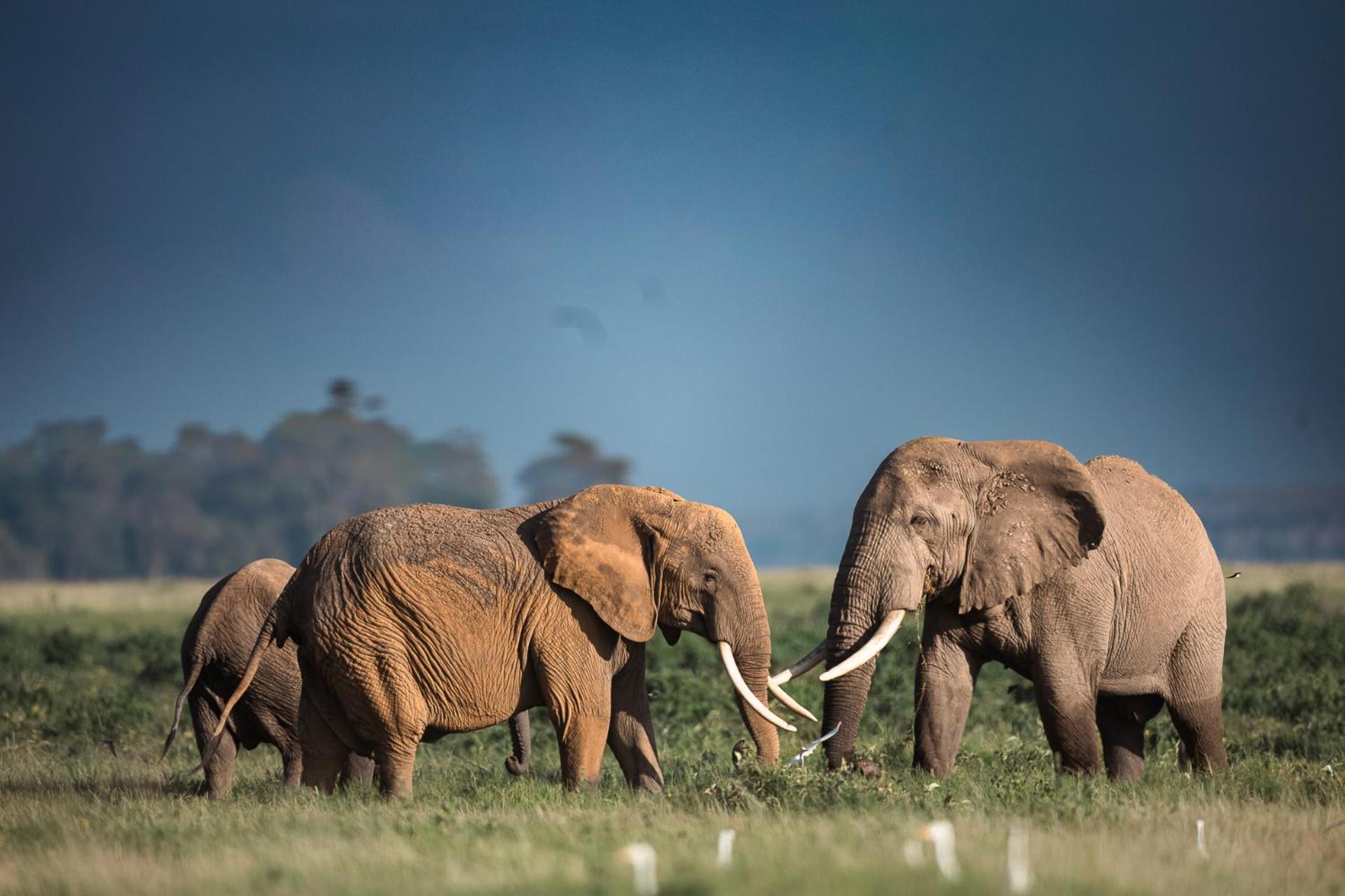 Amboseli Glass House Oloitokitok Экстерьер фото