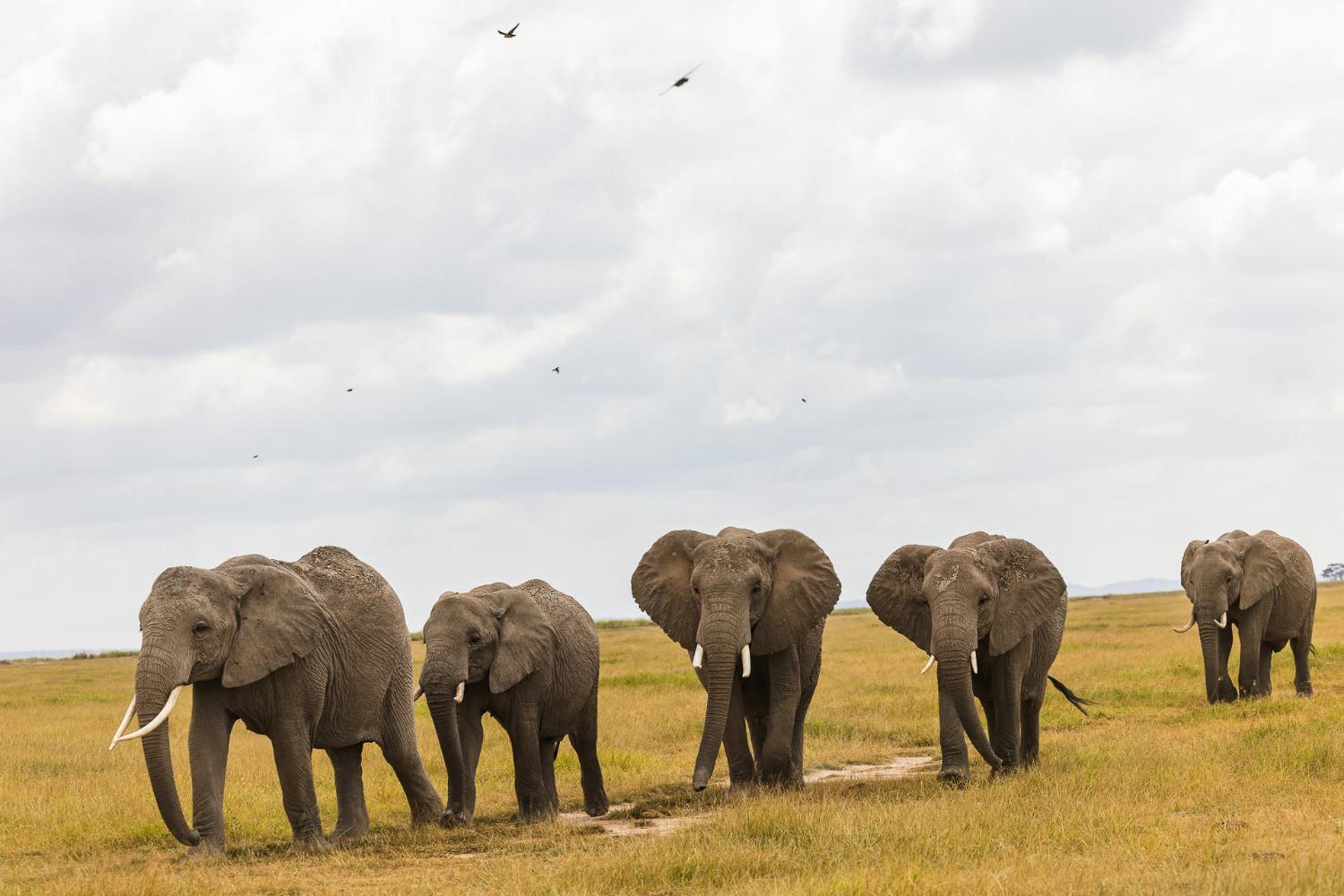 Amboseli Glass House Oloitokitok Экстерьер фото